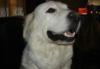 Great Pyrenees Rescue Maisie