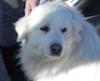 Great Pyrenees Rescue Millie