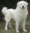 Great Pyrenees Rescue Oscar