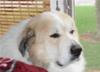 Great Pyrenees Rescue Ryu