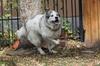 Great Pyr Rescue - Shaman
