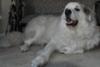 Great Pyrenees Rescue Buddy