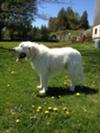 Great Pyrenees Rescue Tucker
