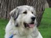 Great Pyrenees Rescue Garrett