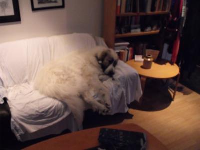 Great Pyrenees Rescues Jack and Leo