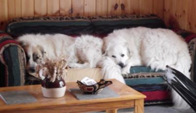 Great Pyrenees Rescues Jack and Leo