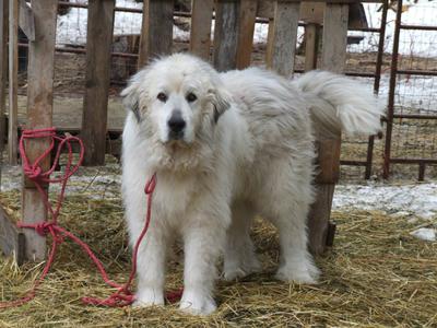Brother Patron, stays with mamma goats and kids to protect. them.
