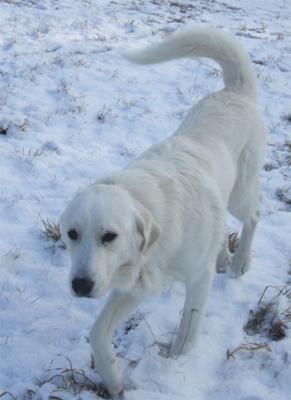 Great Pyrenees Rescue Wayne