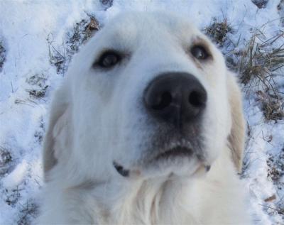 Great Pyrenees Rescue Wayne