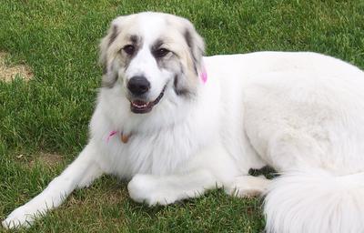 Great Pyr Rescue - Zoe